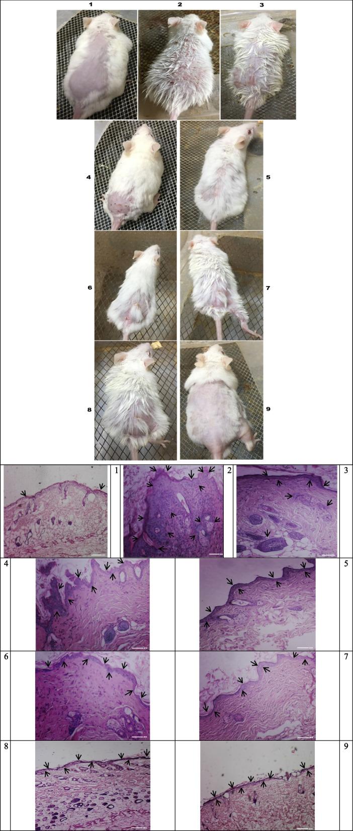 https://cdn.ncbi.nlm.nih.gov/pmc/blobs/672c/12090424/6e2c2ee831f3/12885_2025_14285_Fig11_HTML.jpg