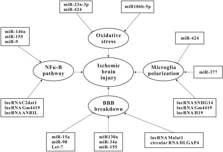 https://cdn.ncbi.nlm.nih.gov/pmc/blobs/672c/6300774/fa41715c1759/10.1177_0963689718806818-fig1.jpg