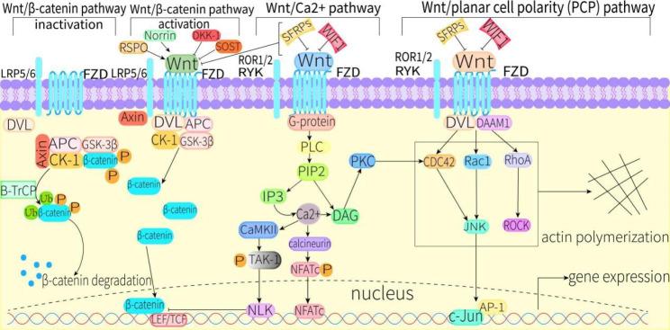 https://cdn.ncbi.nlm.nih.gov/pmc/blobs/672e/10141960/f33e76421de0/13098_2023_1067_Fig1_HTML.jpg
