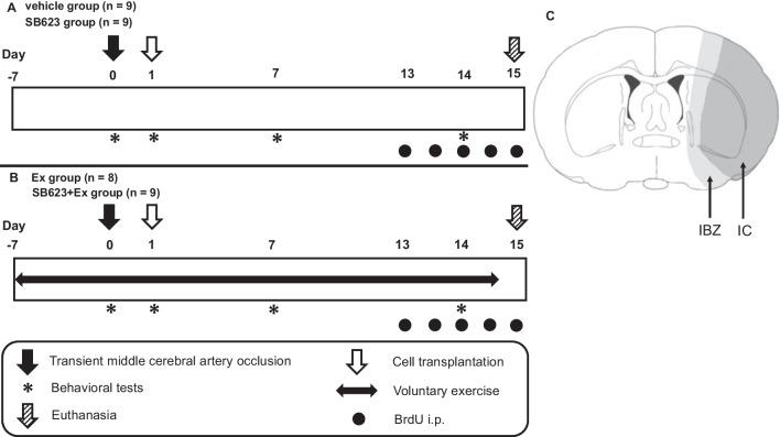 https://cdn.ncbi.nlm.nih.gov/pmc/blobs/672f/9872315/92478cf7677b/13287_2023_3236_Fig1_HTML.jpg