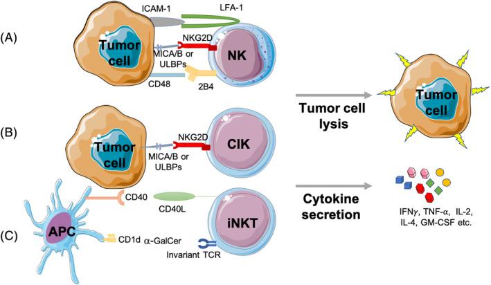 https://cdn.ncbi.nlm.nih.gov/pmc/blobs/6730/7445022/d744064d4cc0/SCT3-9-974-g001.jpg
