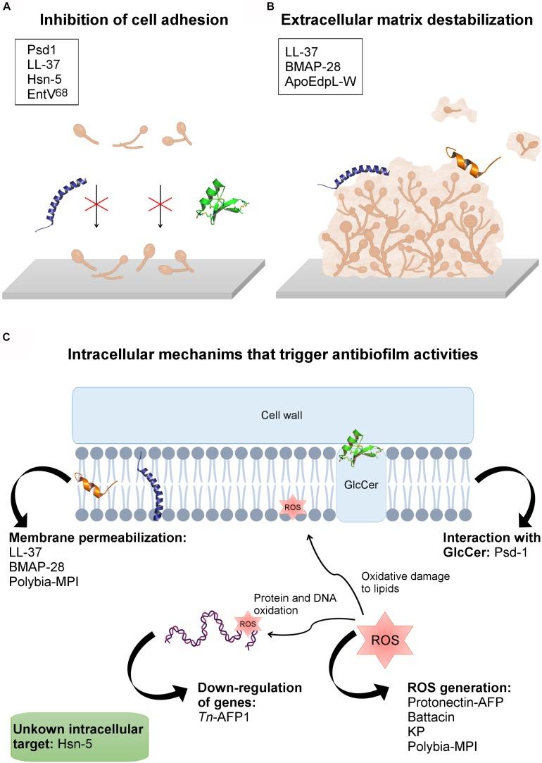 https://cdn.ncbi.nlm.nih.gov/pmc/blobs/6739/6797862/1a1ac1ffe922/fmicb-10-02169-g002.jpg