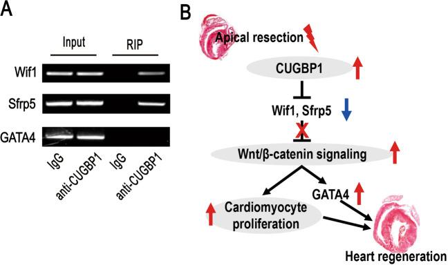 https://cdn.ncbi.nlm.nih.gov/pmc/blobs/673a/8825809/73541c0055c8/41419_2022_4570_Fig5_HTML.jpg