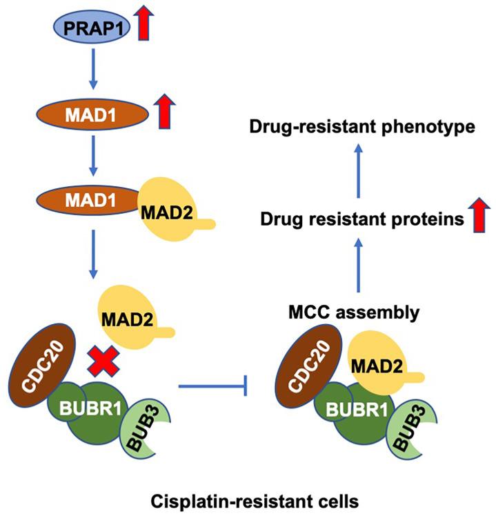 https://cdn.ncbi.nlm.nih.gov/pmc/blobs/673b/10266255/77285580fff2/jcav14p1515g007.jpg