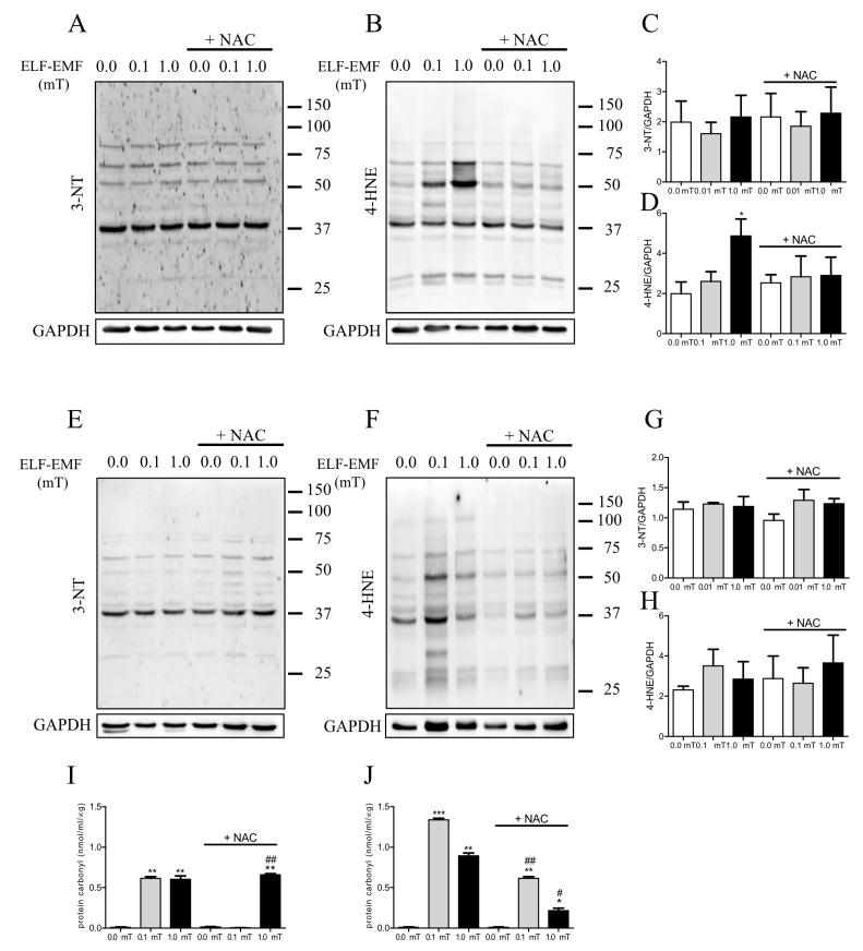 https://cdn.ncbi.nlm.nih.gov/pmc/blobs/673d/11432115/fc9aee3cd89a/ijms-25-09857-g005.jpg