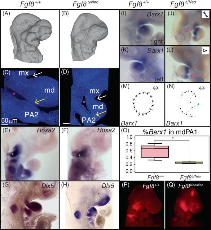 https://cdn.ncbi.nlm.nih.gov/pmc/blobs/673f/9796670/03595586a59f/DVDY-251-1711-g005.jpg