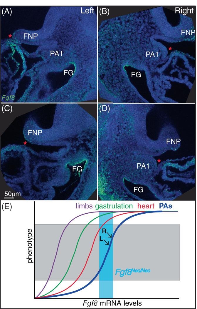 https://cdn.ncbi.nlm.nih.gov/pmc/blobs/673f/9796670/45ca70f1a303/DVDY-251-1711-g001.jpg