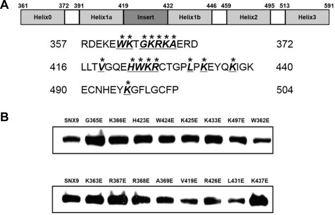 https://cdn.ncbi.nlm.nih.gov/pmc/blobs/6740/4213767/86b8b6e4f701/molcell-37-10-753f2.jpg