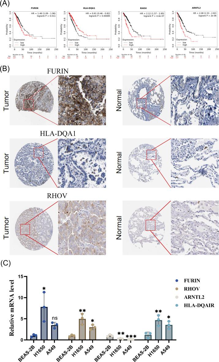 https://cdn.ncbi.nlm.nih.gov/pmc/blobs/6744/11840156/556e6d3a38b5/41598_2025_90653_Fig8_HTML.jpg