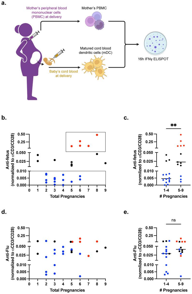 https://cdn.ncbi.nlm.nih.gov/pmc/blobs/6745/12339333/21e02e43ed69/fimmu-16-1634430-g001.jpg
