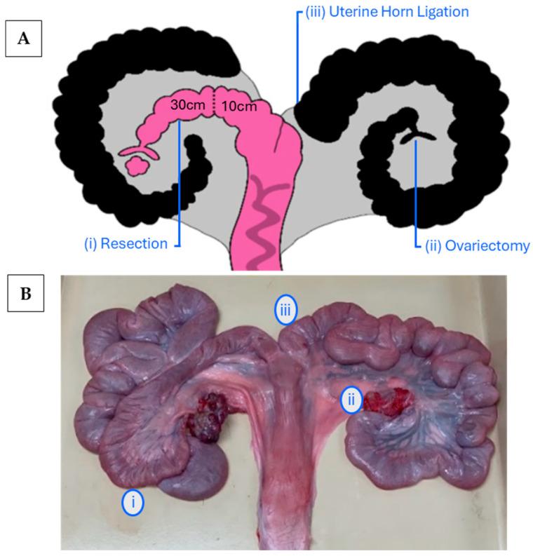 https://cdn.ncbi.nlm.nih.gov/pmc/blobs/6746/12383179/30bc8ded4662/animals-15-02366-g001.jpg