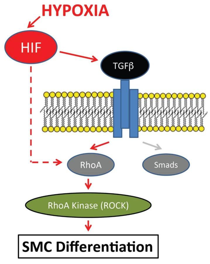 https://cdn.ncbi.nlm.nih.gov/pmc/blobs/6749/6023394/e93ebe0b94ed/jcdd-05-00019-g005.jpg