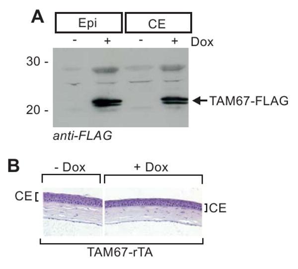 https://cdn.ncbi.nlm.nih.gov/pmc/blobs/6750/2974027/ab11b752b568/nihms214963f5.jpg