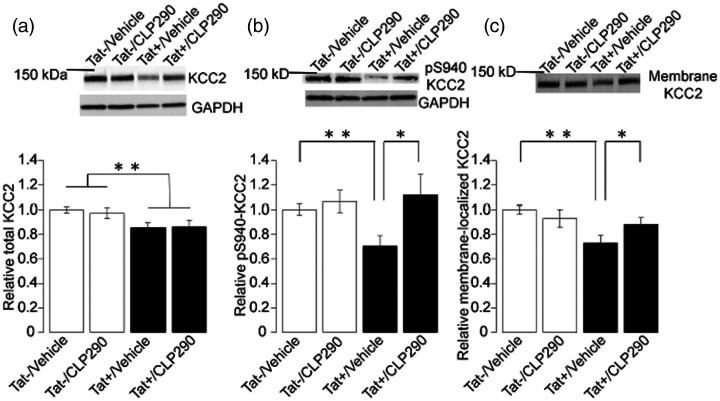 https://cdn.ncbi.nlm.nih.gov/pmc/blobs/6751/8404672/ea80170fcb84/10.1177_17590914211022089-fig4.jpg