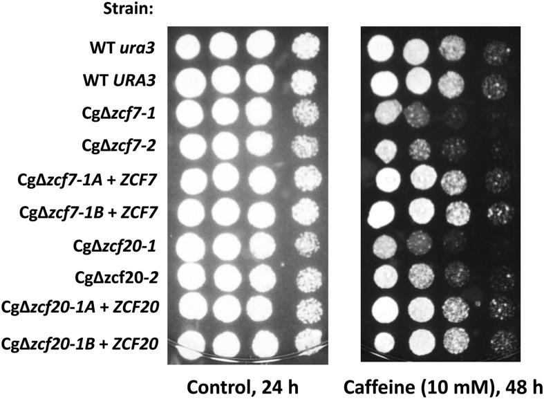 https://cdn.ncbi.nlm.nih.gov/pmc/blobs/6758/4025492/1afaecad9248/931f5.jpg