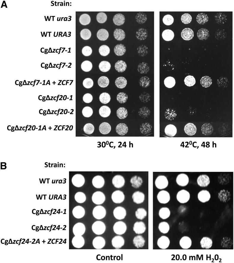 https://cdn.ncbi.nlm.nih.gov/pmc/blobs/6758/4025492/3ab95fec5a06/931f4.jpg