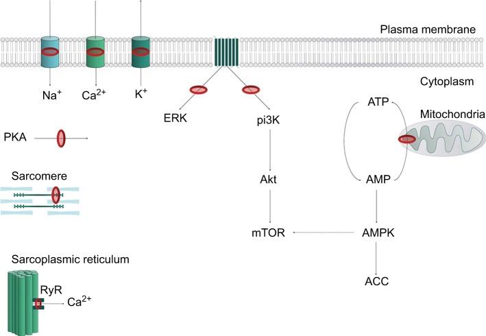 https://cdn.ncbi.nlm.nih.gov/pmc/blobs/6759/6087022/c1c42b155c26/lra-11-035Fig2.jpg