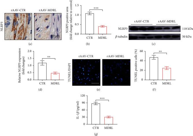 https://cdn.ncbi.nlm.nih.gov/pmc/blobs/6759/9519314/21c4da63dfcd/MI2022-5463505.003.jpg