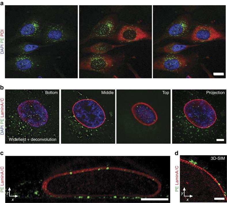 https://cdn.ncbi.nlm.nih.gov/pmc/blobs/675c/4579783/93e711575d93/ncomms9218-f1.jpg