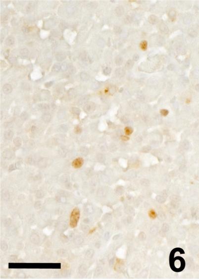 https://cdn.ncbi.nlm.nih.gov/pmc/blobs/675d/3234595/c71c8fd4725a/tox-24-179-g006.jpg