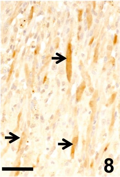 https://cdn.ncbi.nlm.nih.gov/pmc/blobs/675d/3234595/e2241780c17f/tox-24-179-g008.jpg
