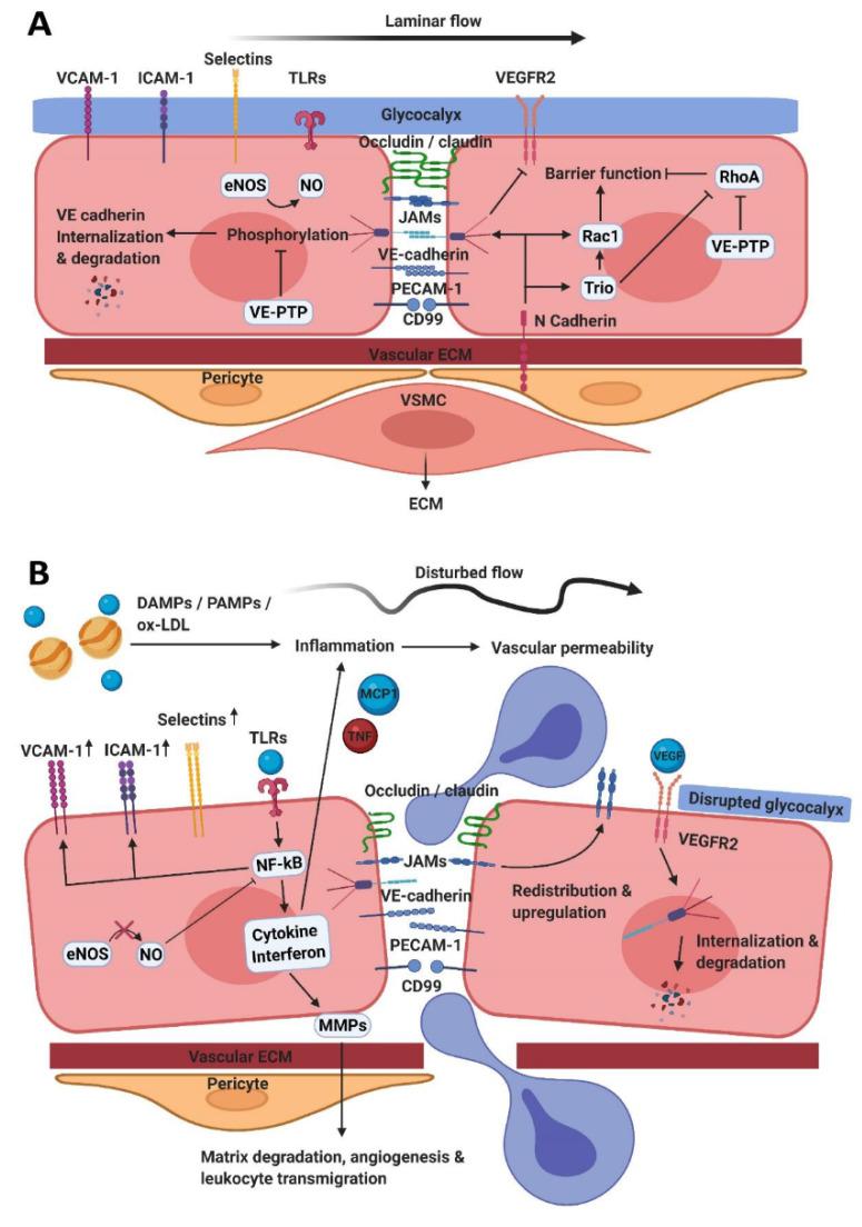 https://cdn.ncbi.nlm.nih.gov/pmc/blobs/675d/8063931/d8fc628547bf/biomedicines-09-00328-g001.jpg