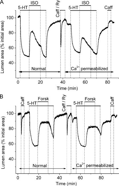 https://cdn.ncbi.nlm.nih.gov/pmc/blobs/6760/2828908/d8f58ddb6d65/JGP_200910365_LW_Fig7.jpg