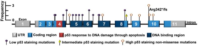 https://cdn.ncbi.nlm.nih.gov/pmc/blobs/6760/4870633/699d34c1a76b/srep26191-f5.jpg