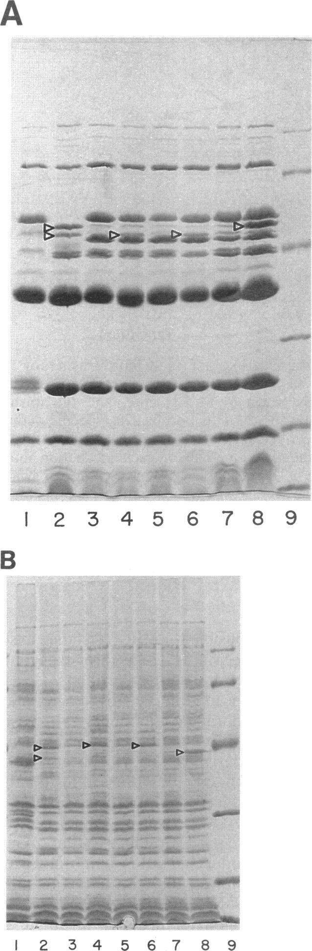 https://cdn.ncbi.nlm.nih.gov/pmc/blobs/6762/284630/23bd9d86e527/aac00372-0044-a.jpg