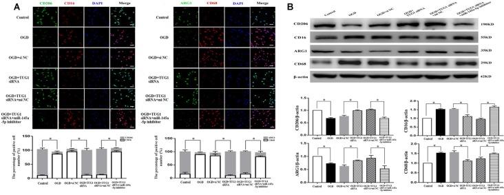 https://cdn.ncbi.nlm.nih.gov/pmc/blobs/6762/6748346/13cd73a8a4c6/fnmol-12-00215-g0003.jpg