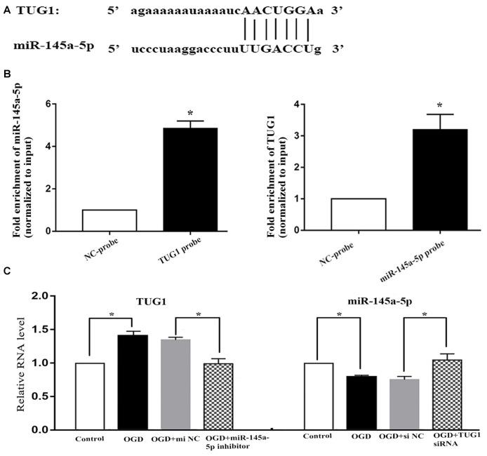 https://cdn.ncbi.nlm.nih.gov/pmc/blobs/6762/6748346/5a9bfb6e0f75/fnmol-12-00215-g0002.jpg