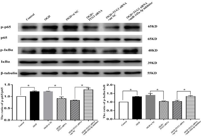 https://cdn.ncbi.nlm.nih.gov/pmc/blobs/6762/6748346/b0d07bd66f52/fnmol-12-00215-g0005.jpg