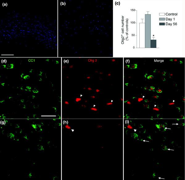 https://cdn.ncbi.nlm.nih.gov/pmc/blobs/6764/2397490/a6470e2b3fcd/jbiol69-7.jpg