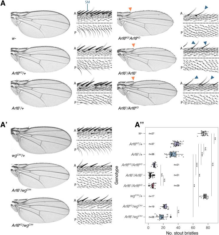https://cdn.ncbi.nlm.nih.gov/pmc/blobs/6765/8656404/815980c39b2e/biolopen-10-058892-g1.jpg