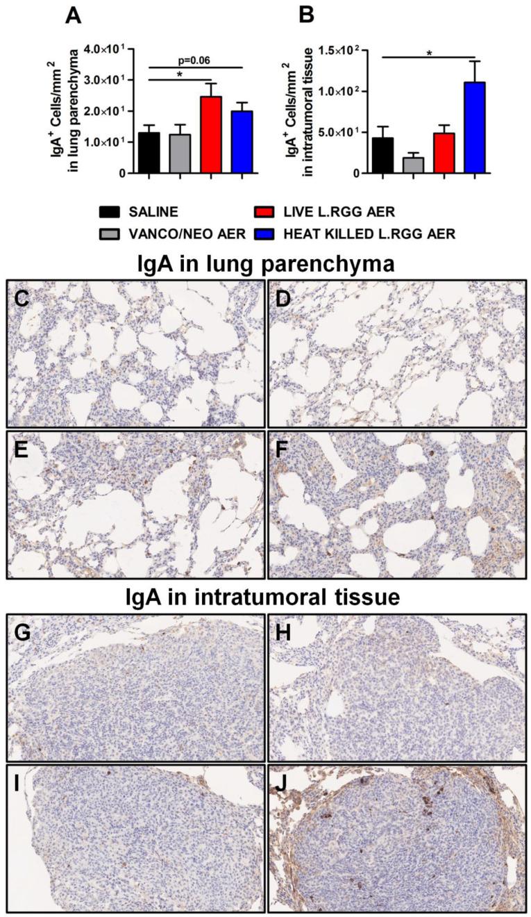https://cdn.ncbi.nlm.nih.gov/pmc/blobs/6765/9656640/06bd4821fc48/ijms-23-12748-g004.jpg