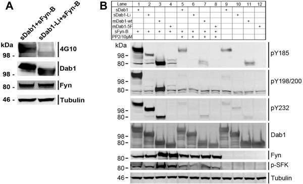 https://cdn.ncbi.nlm.nih.gov/pmc/blobs/6770/3044655/e0718f8fc257/1471-2202-12-17-6.jpg