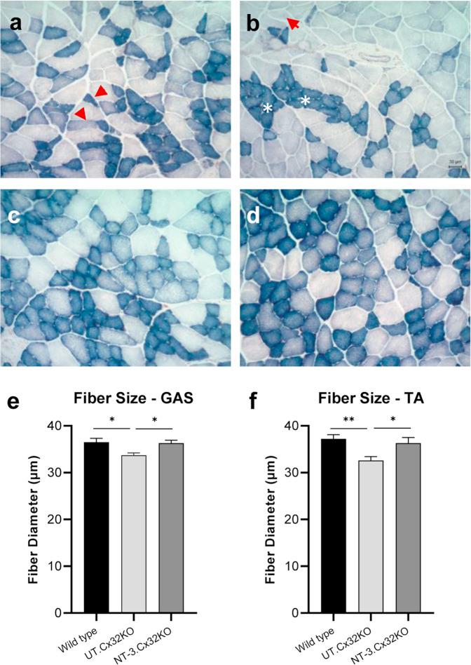 https://cdn.ncbi.nlm.nih.gov/pmc/blobs/6774/9013664/d887229336c4/41434_2021_231_Fig5_HTML.jpg