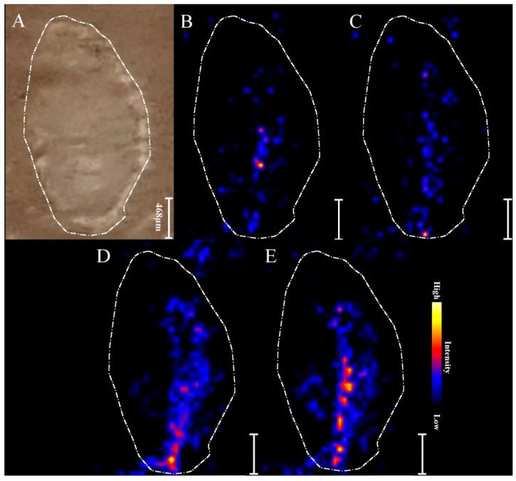https://cdn.ncbi.nlm.nih.gov/pmc/blobs/6775/8657664/639835efba67/ijms-22-12991-g003.jpg
