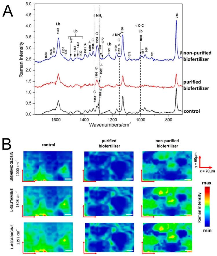 https://cdn.ncbi.nlm.nih.gov/pmc/blobs/6775/8657664/edaf46834705/ijms-22-12991-g007.jpg