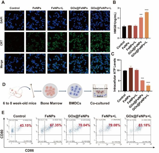 https://cdn.ncbi.nlm.nih.gov/pmc/blobs/6777/11484360/7adaa3e12556/12951_2024_2909_Fig5_HTML.jpg