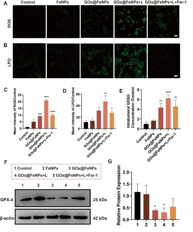https://cdn.ncbi.nlm.nih.gov/pmc/blobs/6777/11484360/927d32bc651d/12951_2024_2909_Fig4_HTML.jpg