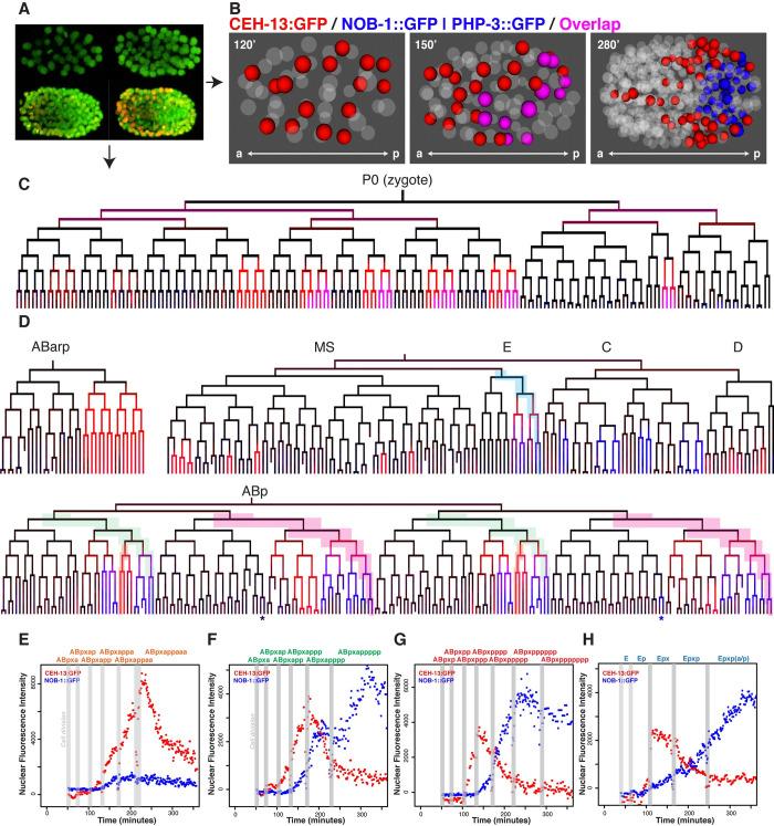 https://cdn.ncbi.nlm.nih.gov/pmc/blobs/677a/9098060/e9f7f8788623/pgen.1010187.g001.jpg
