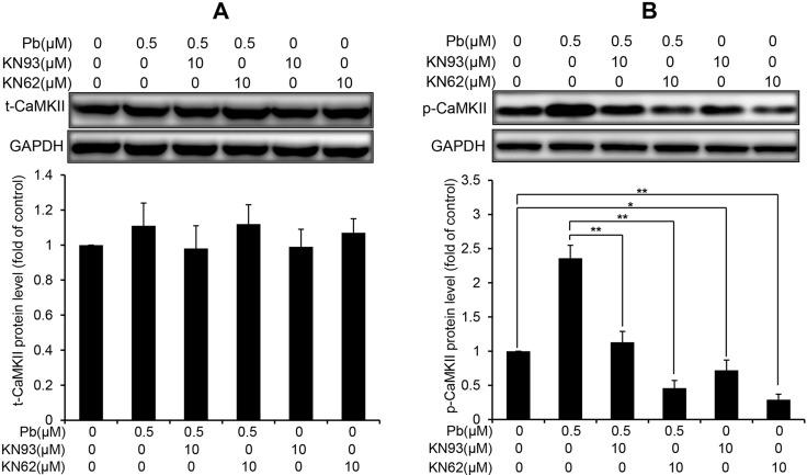 https://cdn.ncbi.nlm.nih.gov/pmc/blobs/677b/5710913/fe792023132b/oncotarget-08-91162-g007.jpg