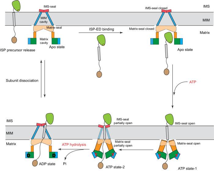 https://cdn.ncbi.nlm.nih.gov/pmc/blobs/677c/11143374/9a8043d62e2d/41467_2024_49029_Fig6_HTML.jpg
