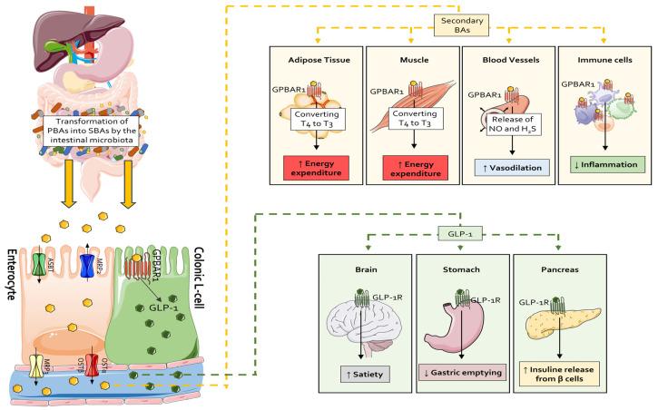 https://cdn.ncbi.nlm.nih.gov/pmc/blobs/6780/12025480/132b23e72582/cells-14-00595-g003.jpg