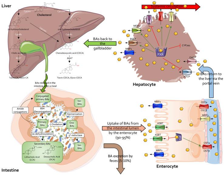 https://cdn.ncbi.nlm.nih.gov/pmc/blobs/6780/12025480/91871f08a71e/cells-14-00595-g002.jpg