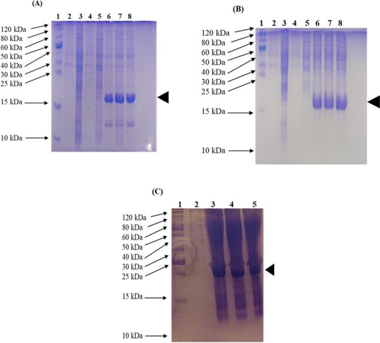 https://cdn.ncbi.nlm.nih.gov/pmc/blobs/6782/10787891/d5bfe3b5f842/253_2023_12887_Fig3_HTML.jpg