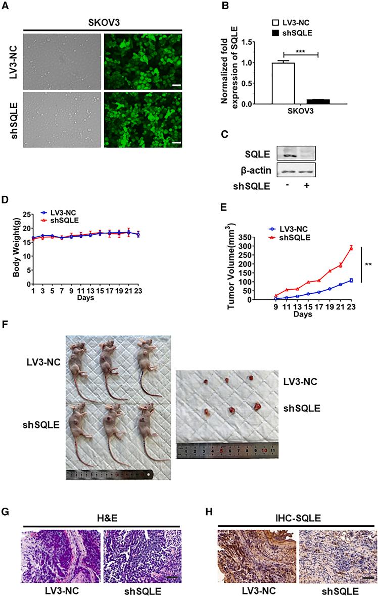 https://cdn.ncbi.nlm.nih.gov/pmc/blobs/6788/12337702/501b3a382c9d/gr8.jpg