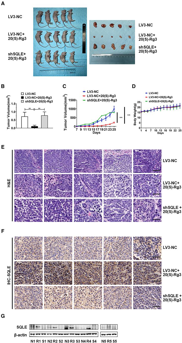 https://cdn.ncbi.nlm.nih.gov/pmc/blobs/6788/12337702/80b1cafae8ef/gr9.jpg