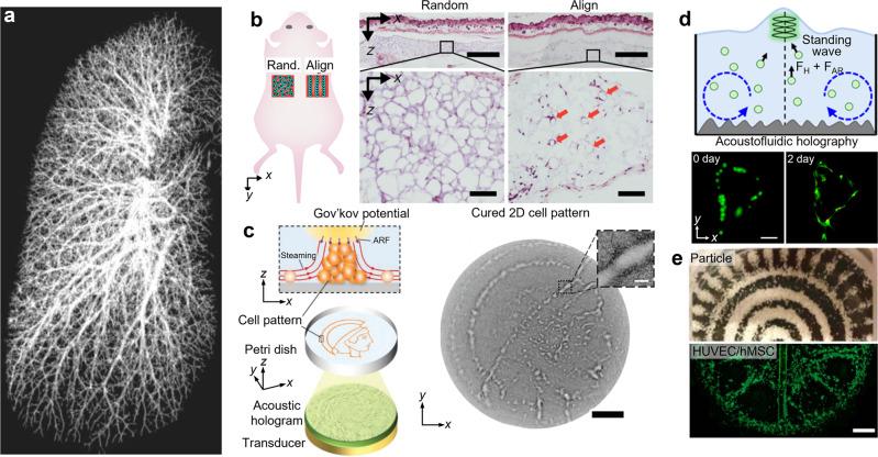 https://cdn.ncbi.nlm.nih.gov/pmc/blobs/678c/9203513/ba31de947344/41467_2022_31014_Fig4_HTML.jpg